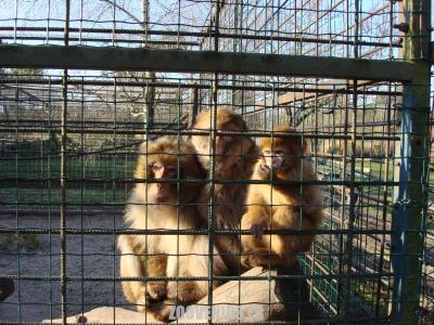 Magot de Gibraltar - 2016