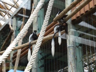 Colobe guéréza - 2017