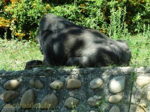 Gorille 