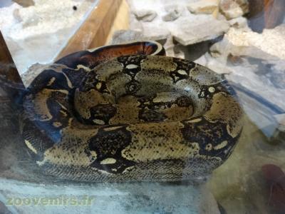 Boa constrictor - 2017