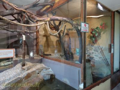 Boa constrictor - 2017