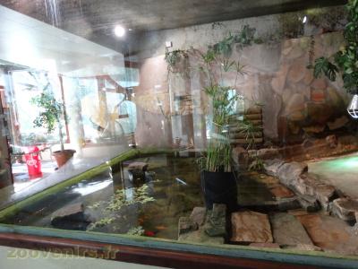 Caiman à lunettes - 2017