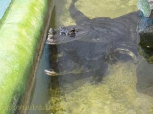 Caiman à lunettes