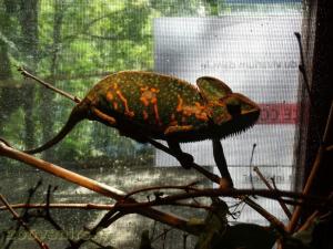 Caméléon