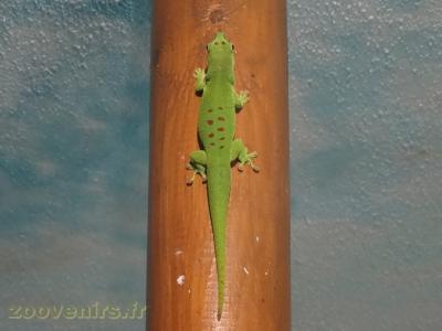 Phelsuma madagascariensis - 2017