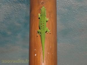 Phelsuma madagascariensis
