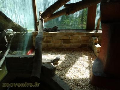 Varan à gorge noire - 2017