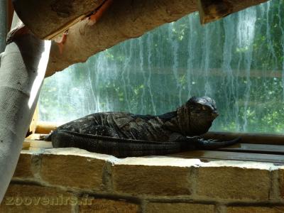 Varan à gorge noire - 2017