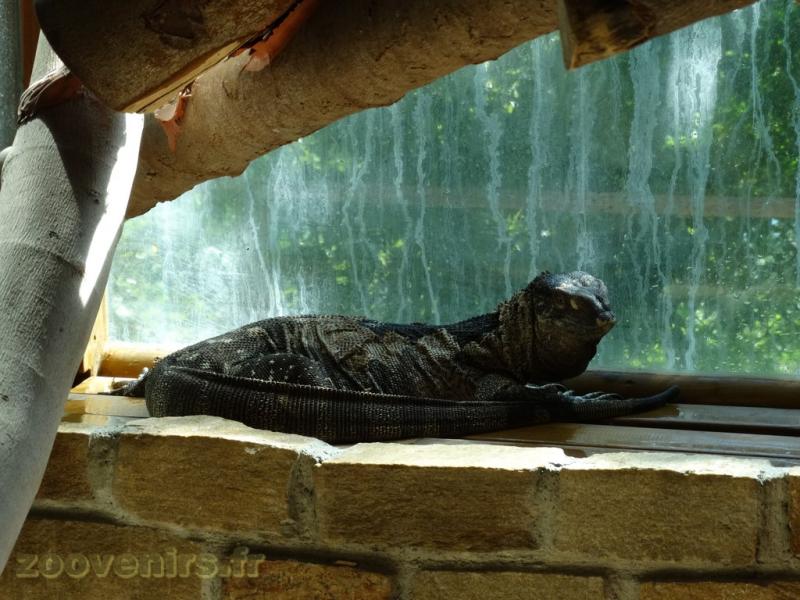 Varan à gorge noire