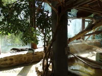 Varan crocodile - 2017