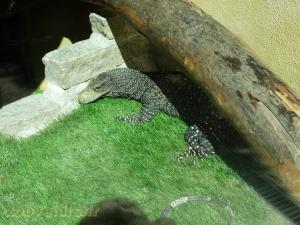 Varan crocodile