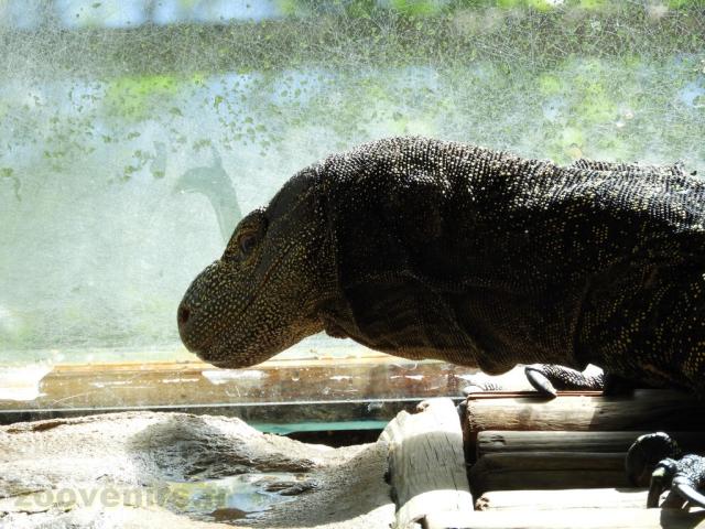 Varan crocodile 