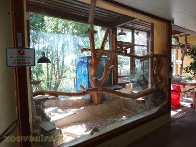 Varan des sables - 2017