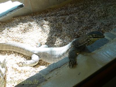 Varan des sables - 2017