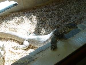 Varan des sables
