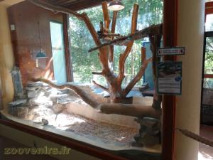 Varan des Sables