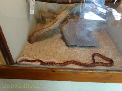 Serpent des blés - 2017