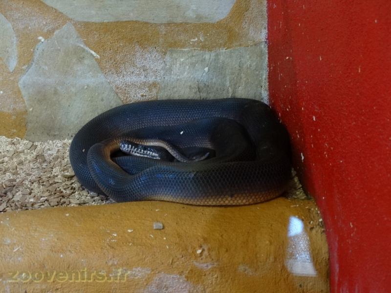 Python à lèvres blanches