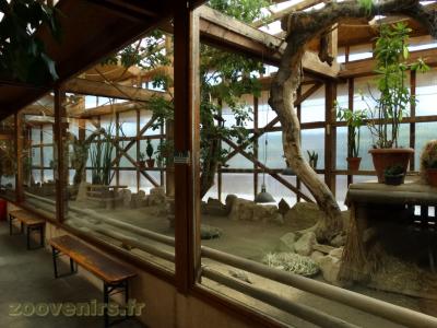 Tortue sillonnée - Téju rouge - 2017