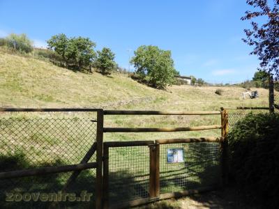 Cerf du Père Alfred - 2017