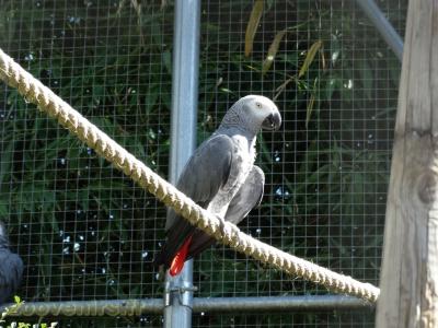 Gris du Gabon - 2017