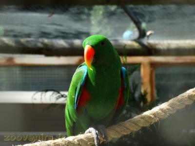 Grand Eclectus - 2017