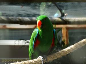 Grand Eclectus