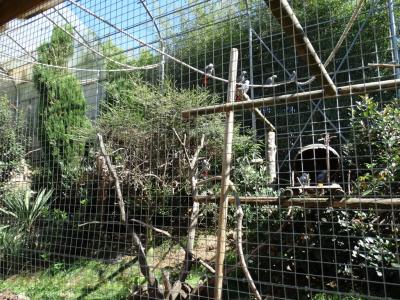 Gris du Gabon - 2017