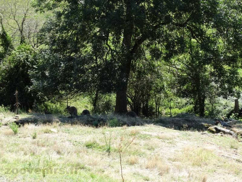 Emeu - Wallaby de Bennett