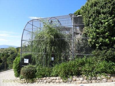 Ara ararauna - Ara chloroptère - 2017