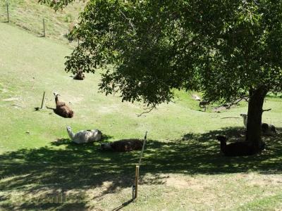 Lama - Nandou - 2017