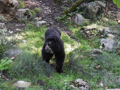 Ours à lunettes - 2017