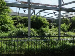 Panthère de l'Amour