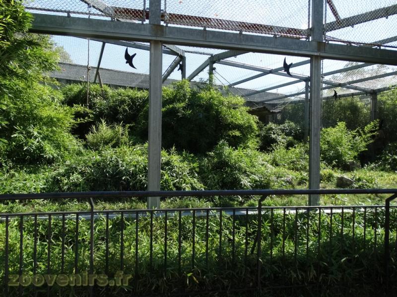 Panthère de l'Amour