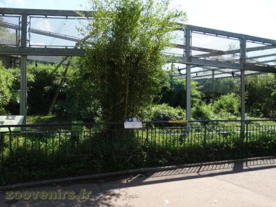 Gibbon à favoris blancs du Nord - 2017