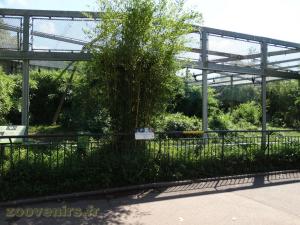 Gibbon à favoris blancs du Nord