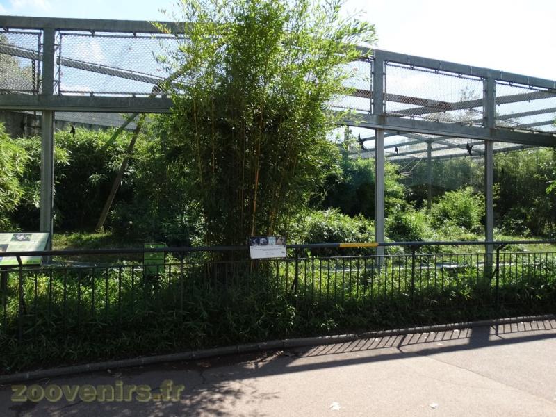 Gibbon à favoris blancs du Nord