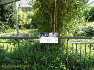 Gibbon à favoris blancs du Nord