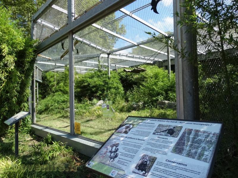 Gibbon à favoris blancs du Nord