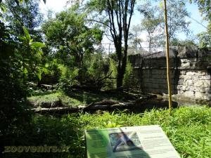 Loutre naine - Binturong