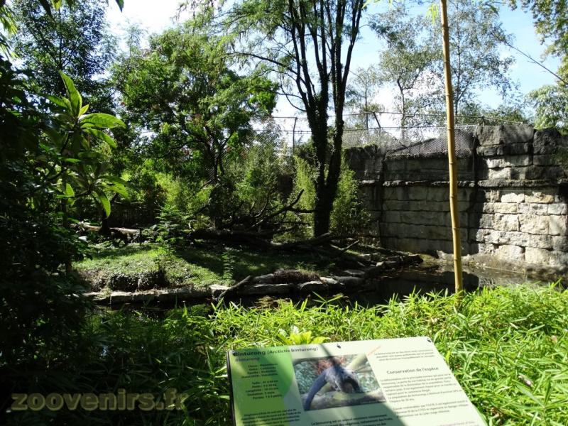 Loutre naine - Binturong