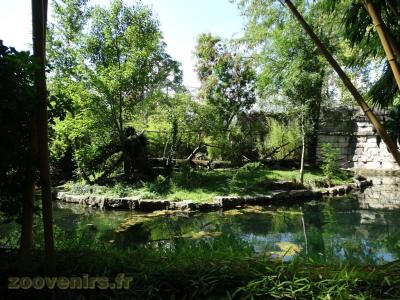 Loutre naine - Binturong - 2017