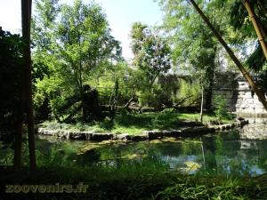Loutre naine - Binturong