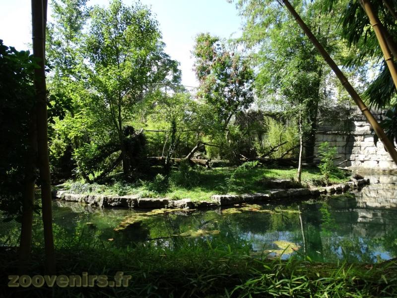 Loutre naine - Binturong