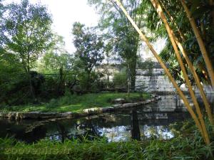 Loutre naine - Binturong 