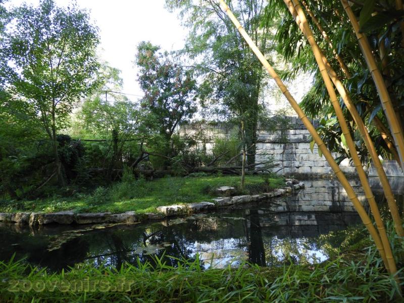 Loutre naine - Binturong 