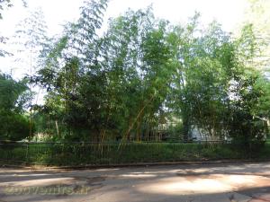 Loutre naine - Binturong