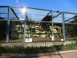 Capucin à poitrine jaune