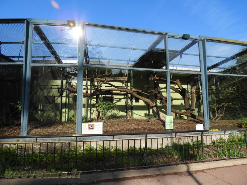 Capucin à poitrine jaune