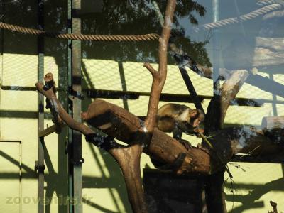 Capucin à poitrine jaune - 2017